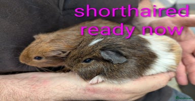 Guinea Pig rodents - Advert 8
