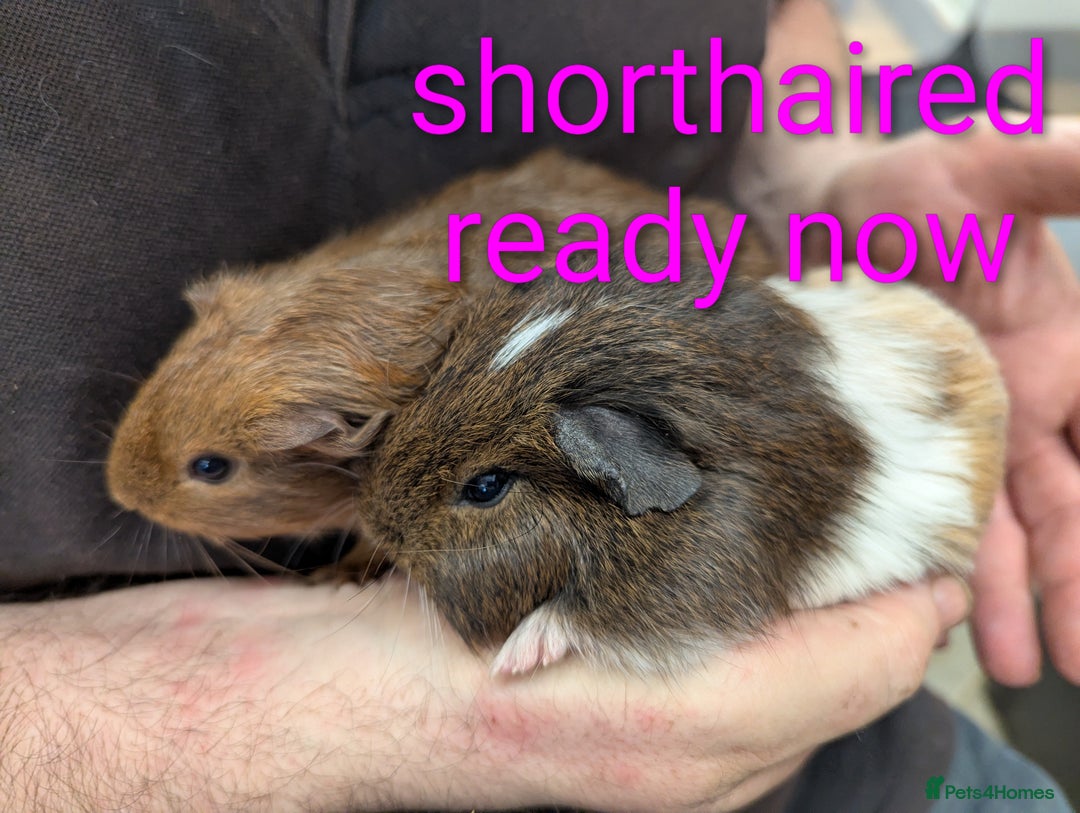 Guinea Pig rodents for sale: Stunning baby guinea pigs! Lunkarya/funky/sh  - Image 2