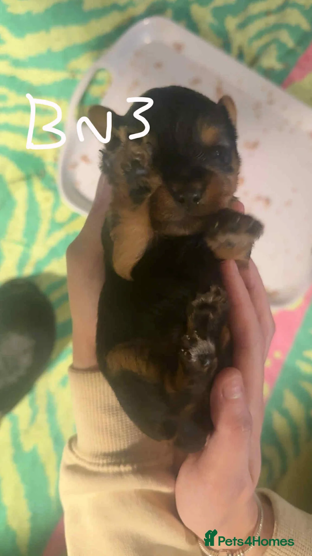 Yorkshire Terrier dogs for sale: Yorkshire puppies - Advert 11