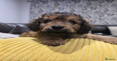 Cavapoo dogs - Advert 6