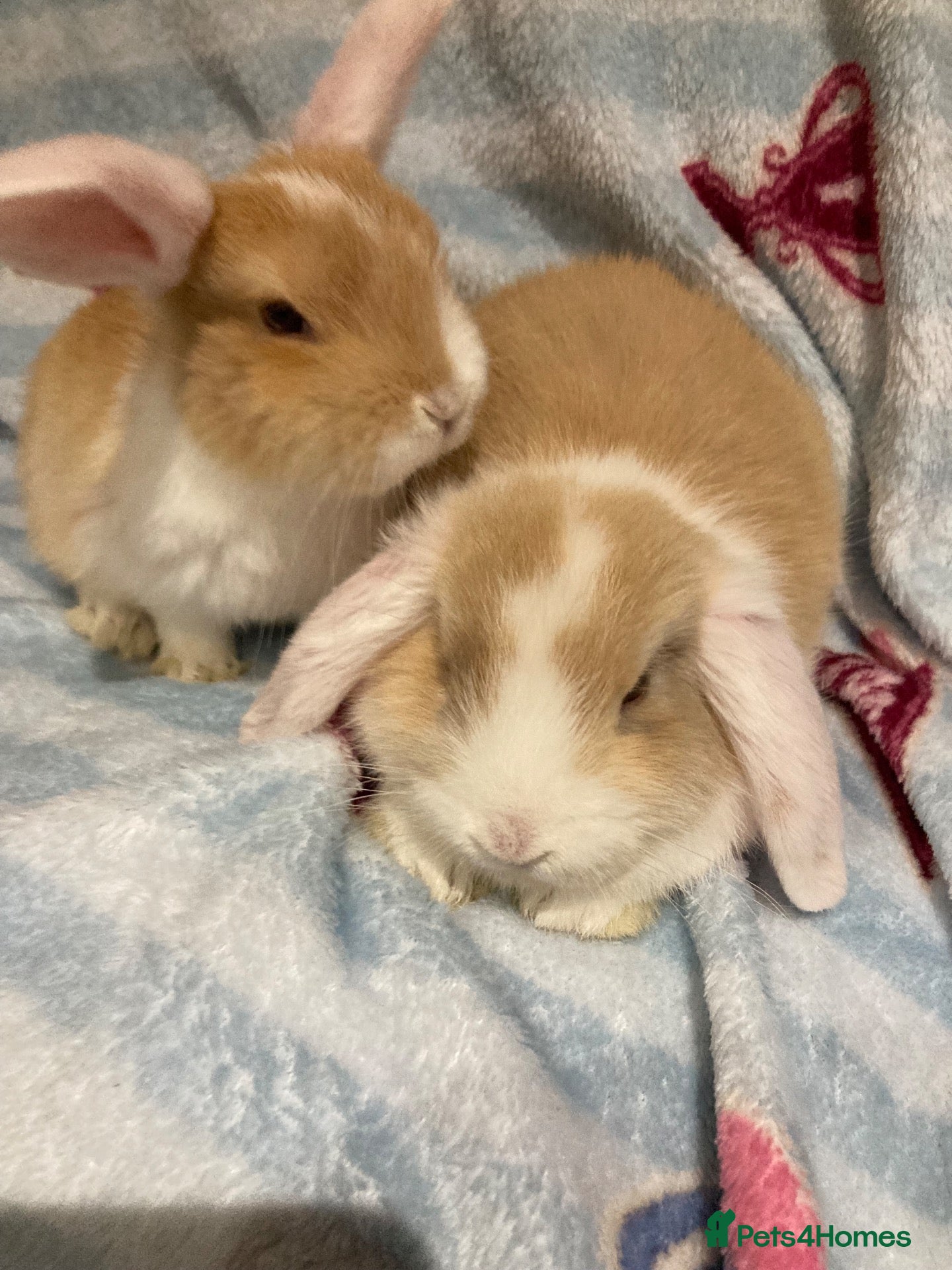 Mini Lop rabbits Adorable mini lops - Advert 2