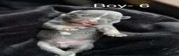 Mixed Breed dogs for sale: Stunning Olde English x French Bulldog Puppies in Milton Keynes - Advert 11