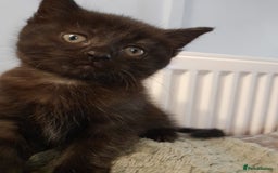 Mixed Breed cats for sale: Gorgeous Ragamuffin x kittens. - Image 12