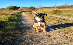 Mixed Breed dogs for adoption: ❤️🐶Busia- 6(7) month lower-medium girl ❤️🐶 - Advert 13