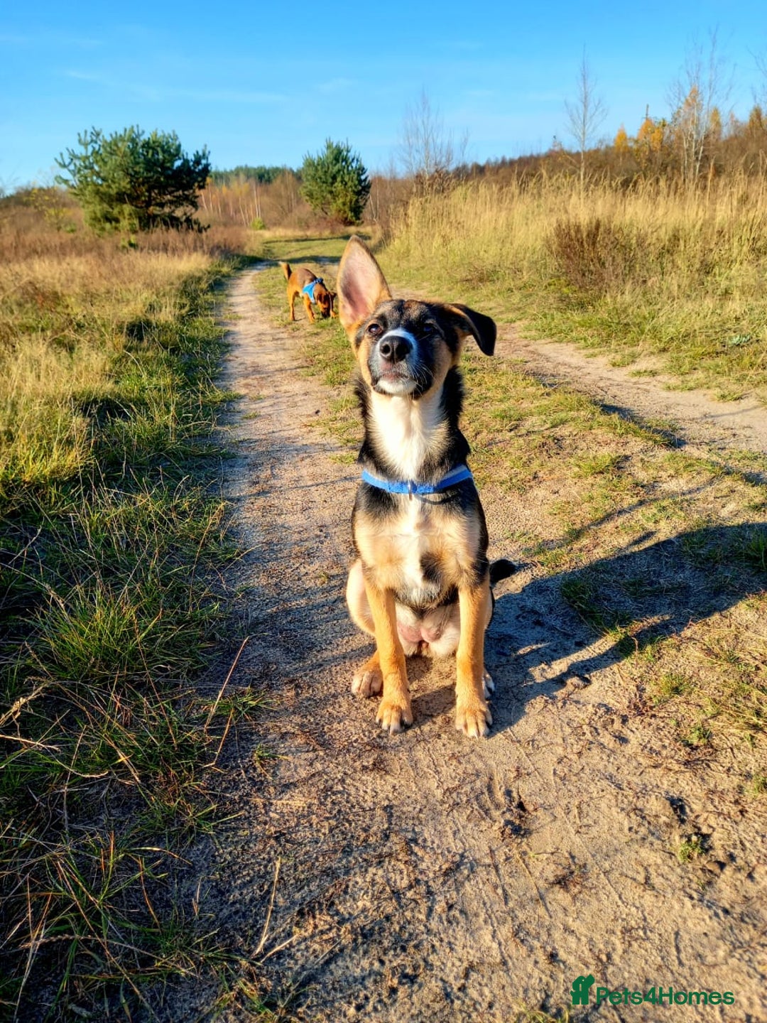 Mixed Breed dogs for adoption: ❤️🐶Busia- 6(7) month lower-medium girl ❤️🐶 - Advert 13