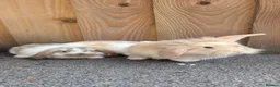 Mini Lion Lop rabbits for sale: Lion lops for sale VERY FRIENDLY  - Advert 3