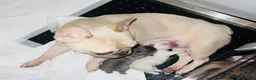 French Bulldog dogs for sale: Looking for a new home for the gorgeous Odyssey - Advert 5