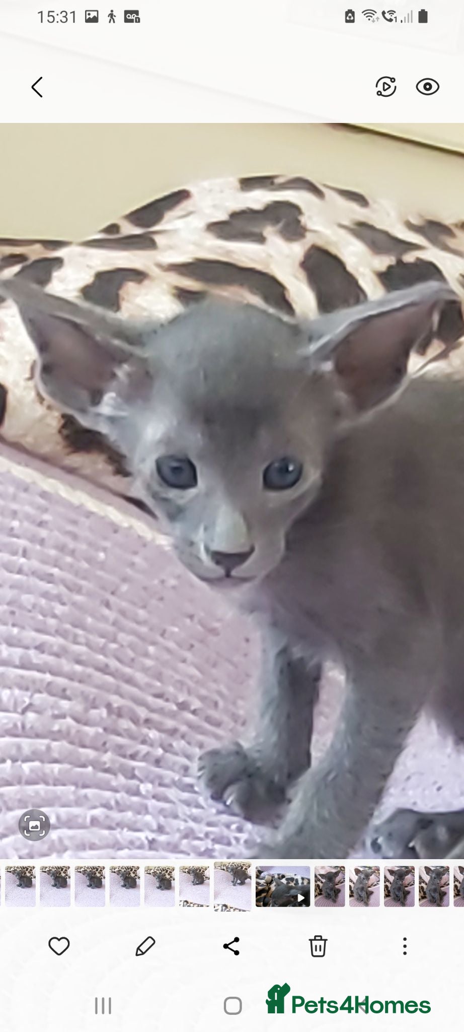 Oriental cats FULL Pedigree Oriental XL size ears GCCF - Advert 12