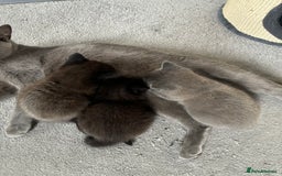 British Shorthair cats for sale: 🐾 British Shorthair Kittens 🐾 - Image 11