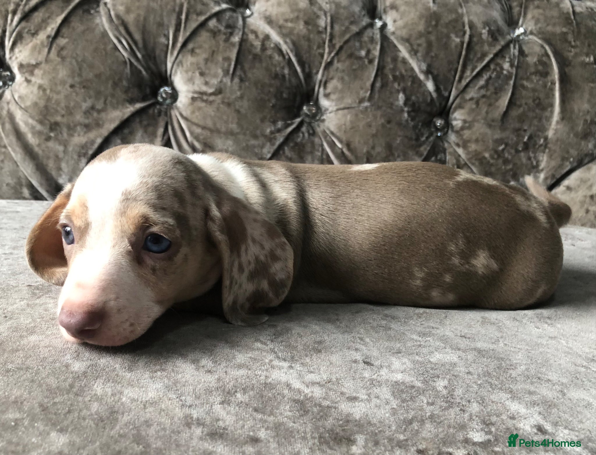 Miniature Dachshund dogs Miniature dachshund puppies lilac Isabella dapple - Advert 16