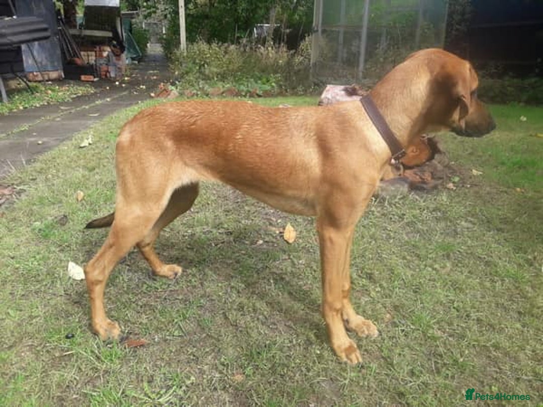 Mixed Breed dogs for adoption: Sweet Lily 5 months old Seguigio Cross - Image 11