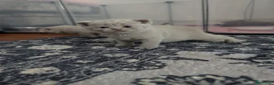 British Shorthair lilac