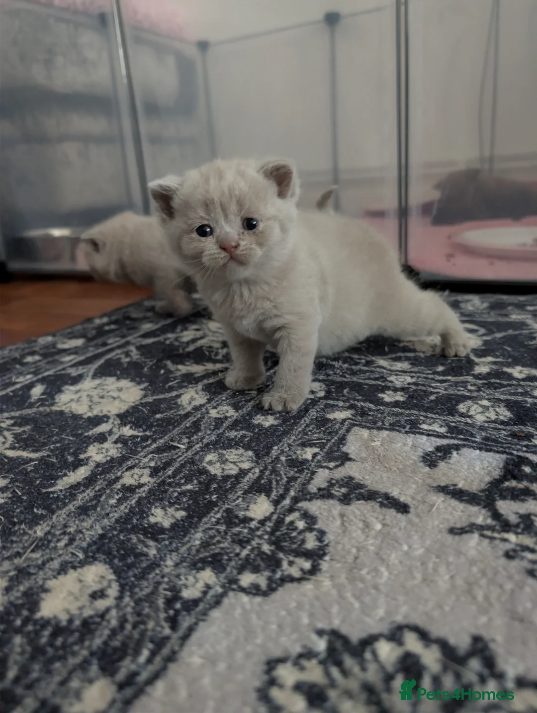 British Shorthair cats for sale: Pure British short hair kittens - Advert 26