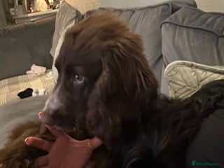 Sprocker dogs - Advert 1