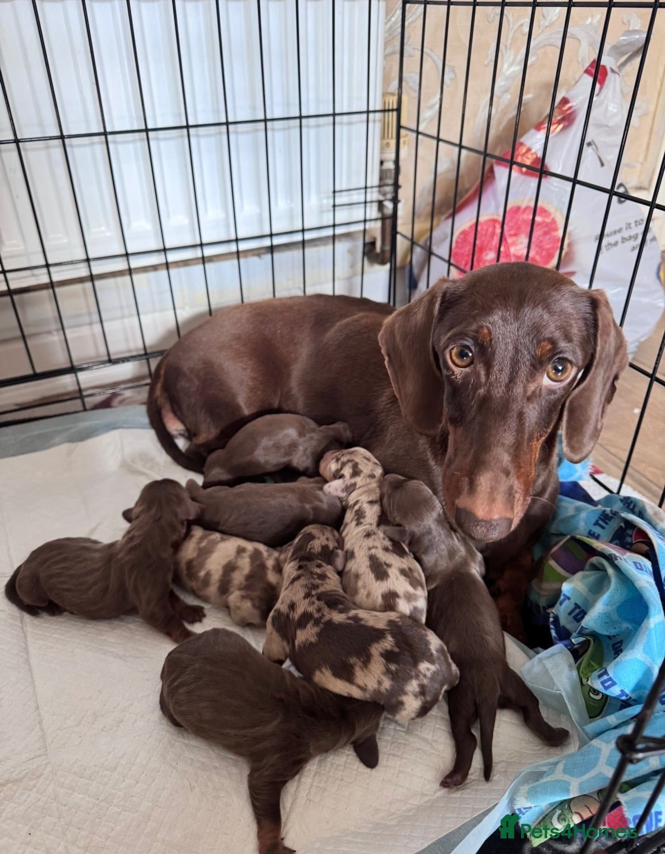 Miniature Dachshund dogs ❤️KC registered 8 Miniature Dachshund Puppies ❤️ - Advert 1
