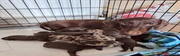 Miniature Dachshund dogs for sale: ❤️KC registered 8 Miniature Dachshund Puppies ❤️ - Advert 1