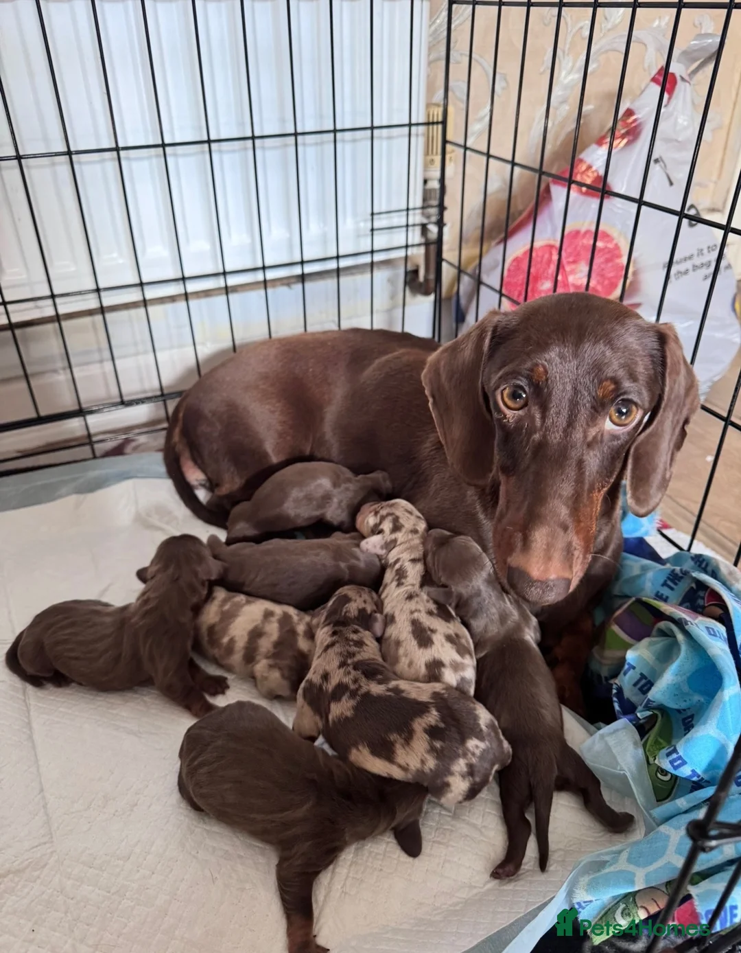 Miniature Dachshund dogs for sale: ❤️KC registered 8 Miniature Dachshund Puppies ❤️ - Advert 1
