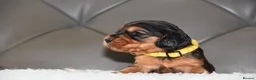 Cocker Spaniel dogs for sale: Kc Reg Show Type Cocker Spaniel  Health Tested - Advert 18