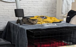 Bengal cats for sale: 3 year old loving Bengal cross needs a new home - Image 4