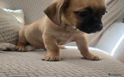 Mixed Breed dogs for sale: 6 jug x cavachon pups for sale  - Image 9