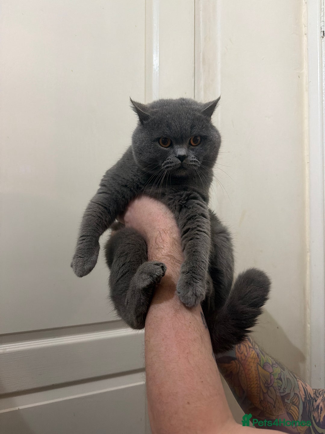 Scottish Fold cats for sale: Scottish fold kittens - Advert 40