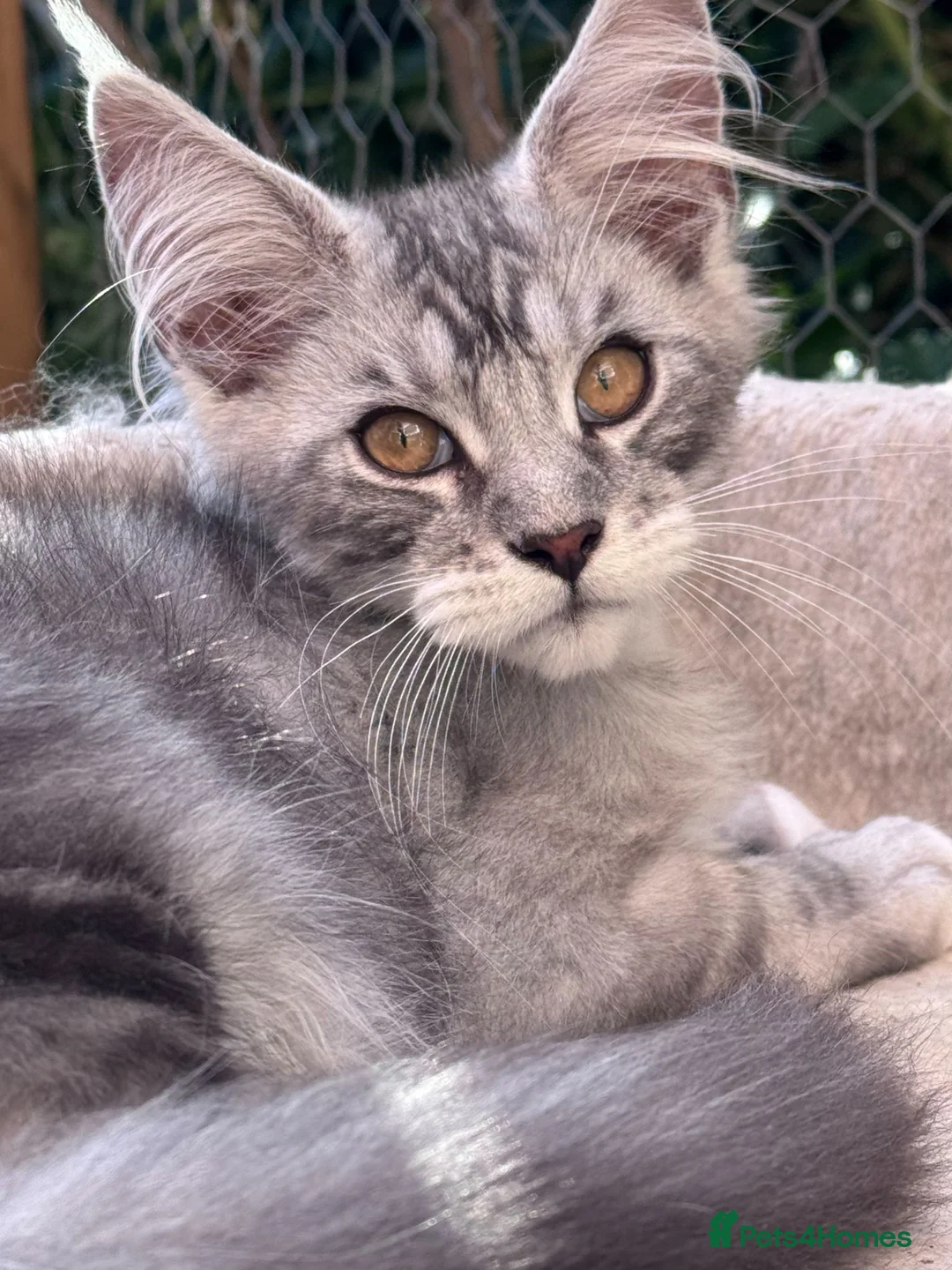 Maine Coon cats for sale: Gorgeous Maine Coon Male For Sale - Advert 8