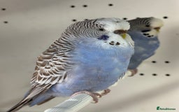Budgerigars birds for sale: Beautiful baby budgies for sale  - Image 8