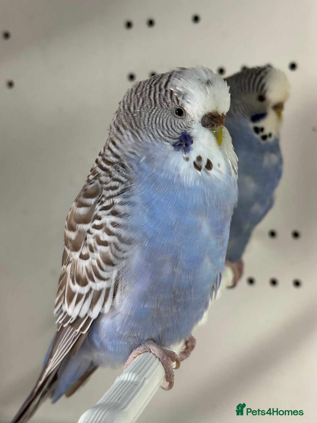 Budgerigars birds for sale: Beautiful baby budgies for sale  - Image 8