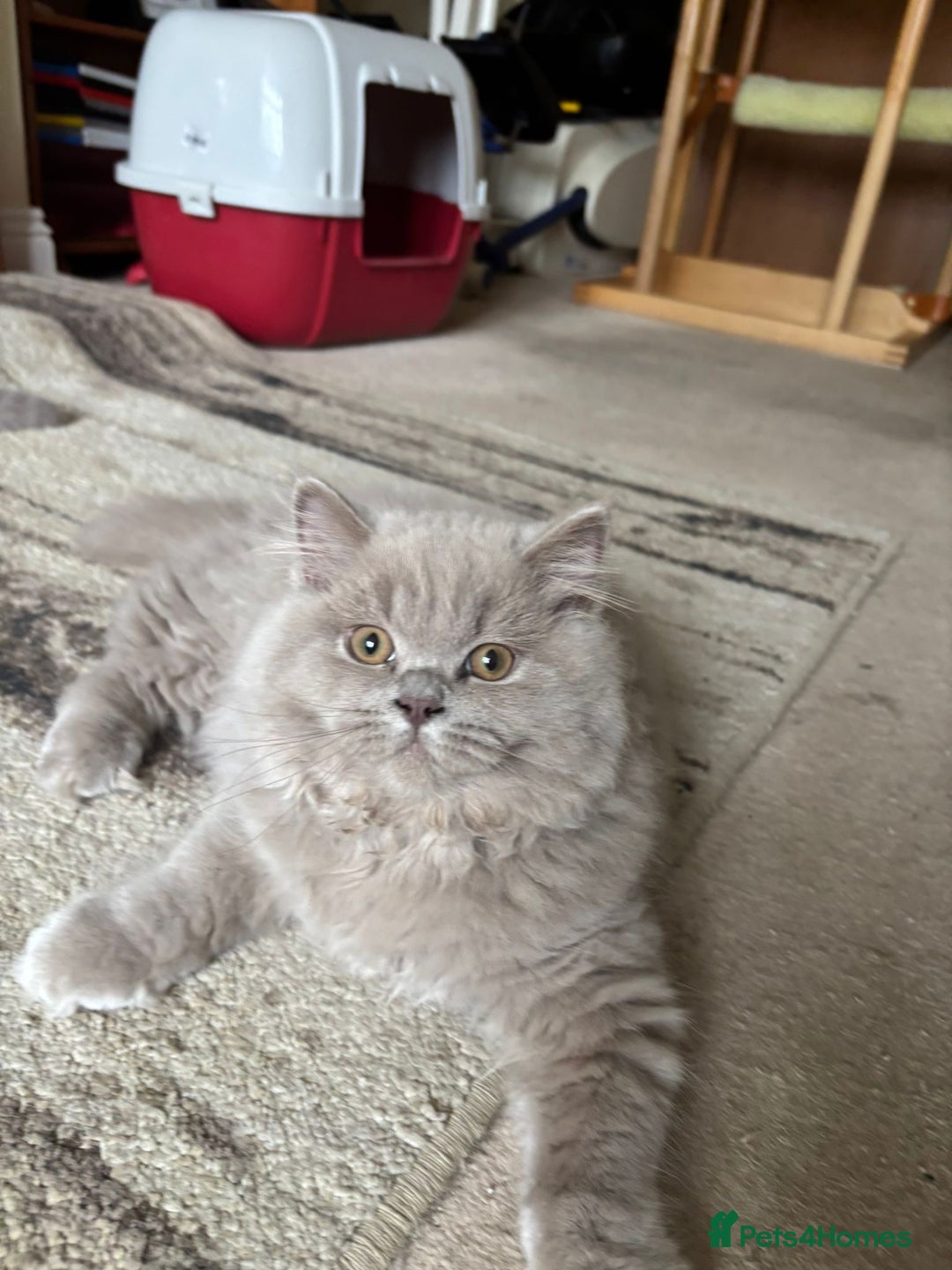 British Shorthair cats for sale: One Girl available - GCCF Beautiful Chunky BSH  in Salisbury - Image 15