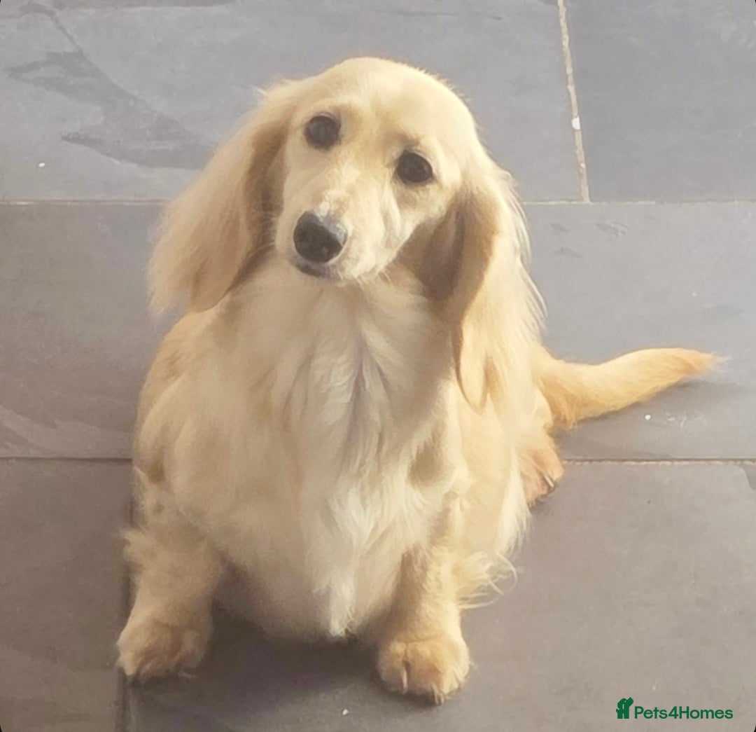 Miniature Dachshund dogs for sale: Stunning KC Reg Clear Cream Mini Dachshunds   - Image 12