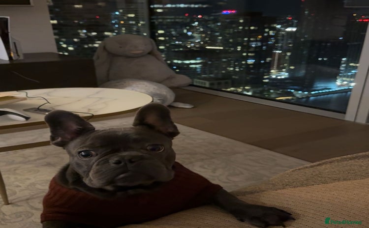 French Bulldog dogs French Bulldog Puppy – 7 Months Old, Male - Advert 9