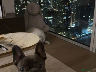 French Bulldog dogs French Bulldog Puppy – 7 Months Old, Male - Advert 9