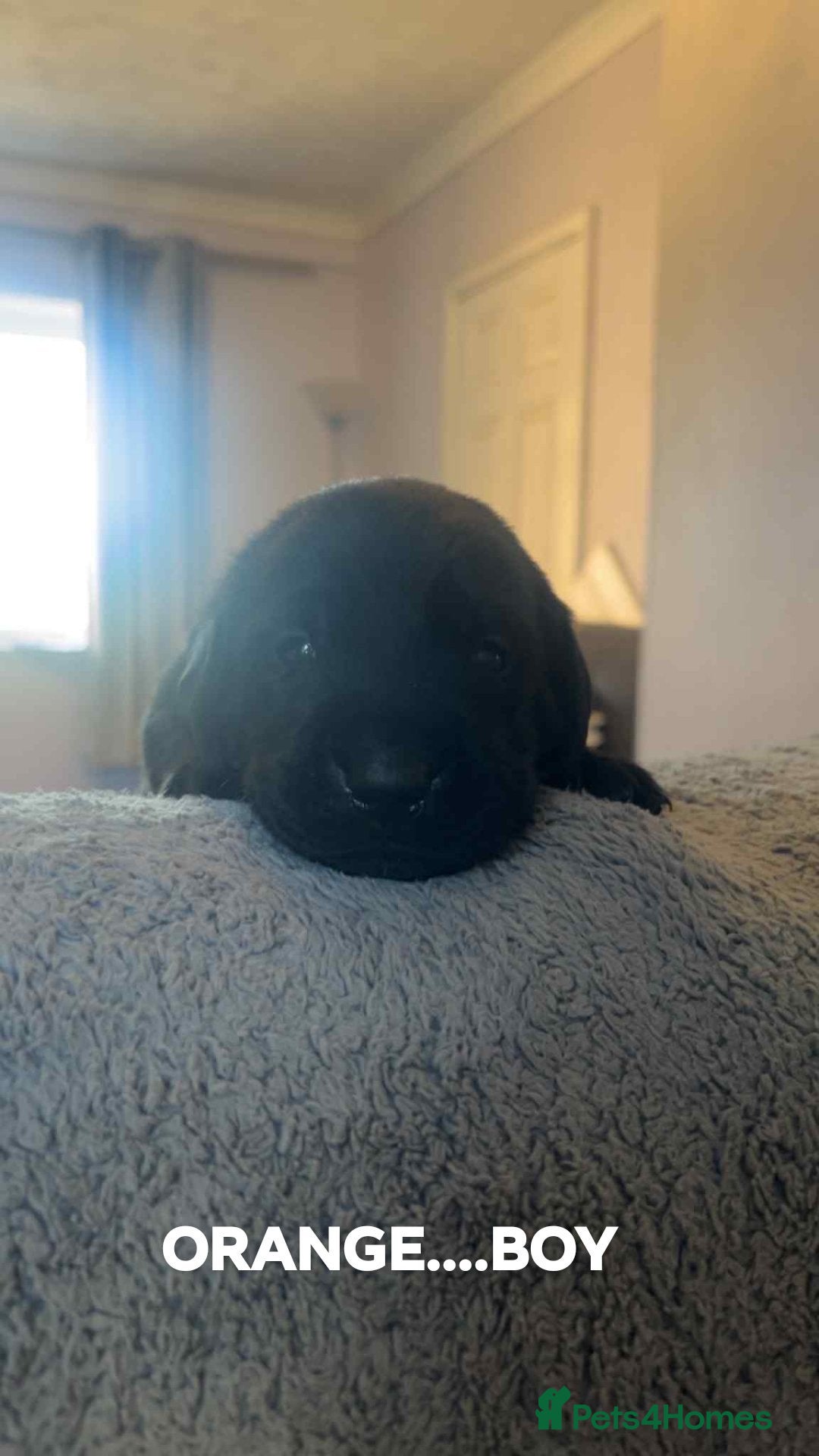 Labrador Retriever dogs for sale: KC LABRADORS - Image 13
