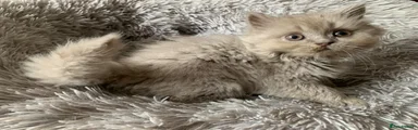 British Longhair 2