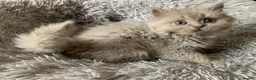 British Longhair cats for sale: GCCF kittens  - Advert 15