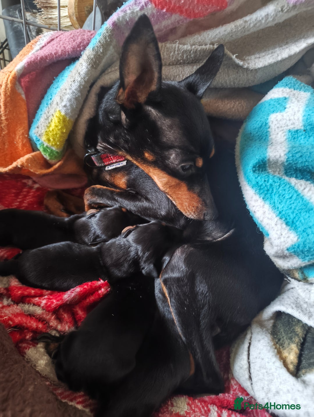 English Toy Terrier dogs for sale: English toy terrier puppies for sale  - Advert 1