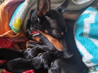 English Toy Terrier dogs English toy terrier puppies for sale - Advert 7
