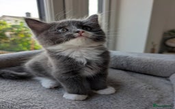 Domestic Shorthair cats for sale: Super stunning kittens - Image 12