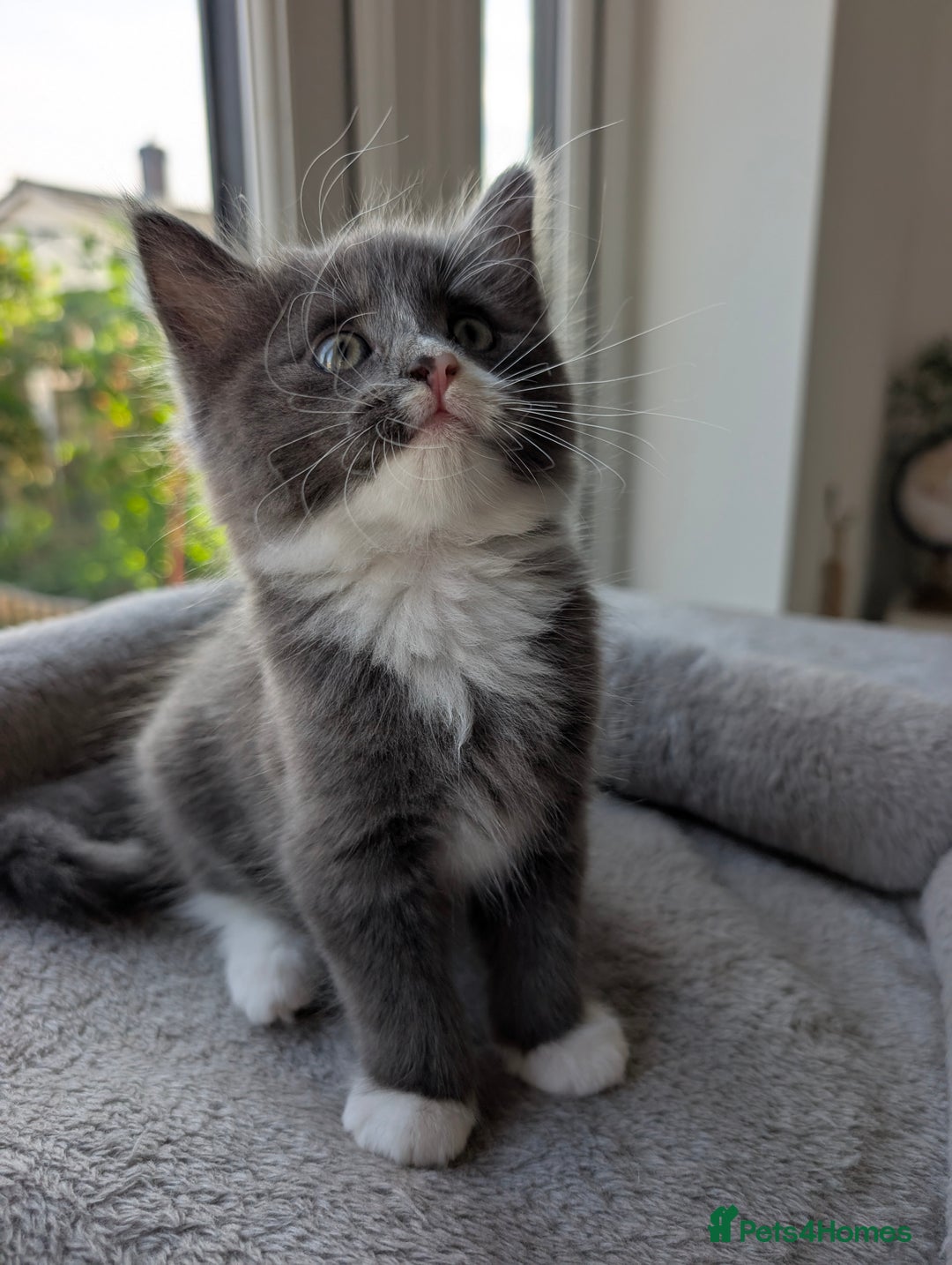 Domestic Shorthair cats for sale: Super stunning kittens - Image 12