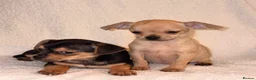 Chihuahua dogs for sale: Chihuahua Puppies  - Advert 6
