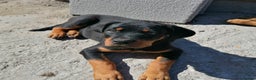 Rottweiler dogs for sale: Rottweiler male - Advert 8