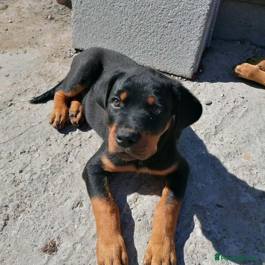 Rottweiler dogs for sale: Rottweiler male - Advert 7