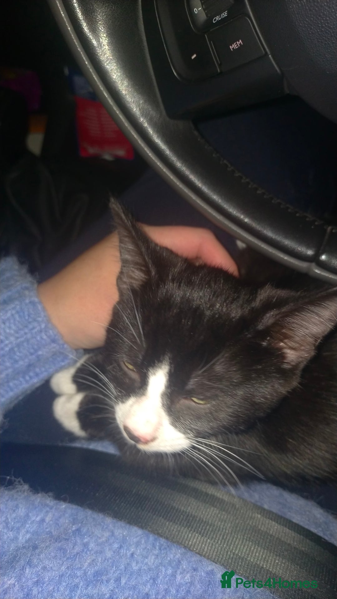 Mixed Breed cats for sale: Kittens looking for their new homes  - Advert 4