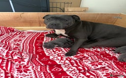 Staffordshire Bull Terrier dogs for sale: Blue Staffordshire bull terriers - Image 11