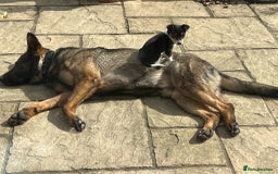 German Shepherd dogs for sale: Germany 🇩🇪 shepherd puppies dogs 🐕 big boned - Image 33