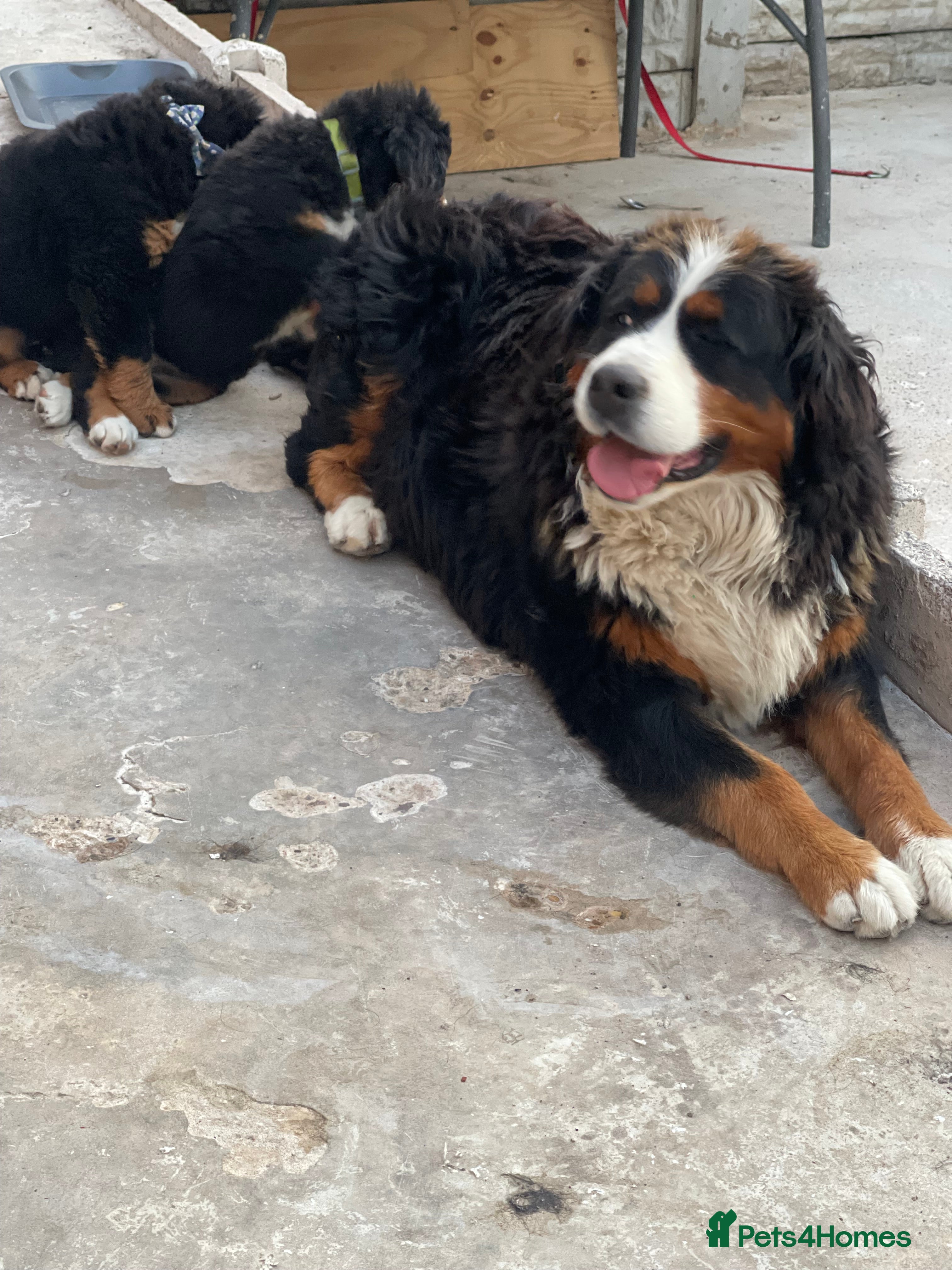 Bernese Mountain Dog dogs Bernese mountain dogs - Advert 2