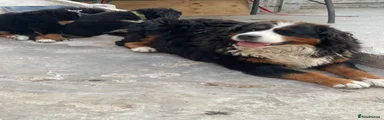 Bernese Mountain Dog 1