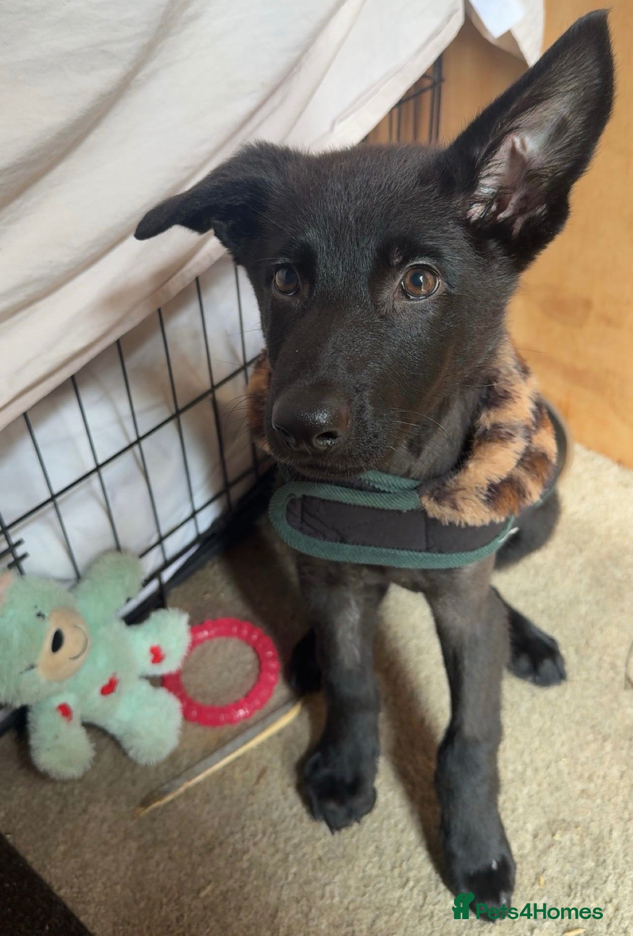 German Shepherd dogs 14 week old Female Black puppy - Advert 1