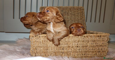 Cocker Spaniel dogs - Advert 14