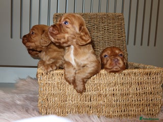 Cocker Spaniel dogs Gorgeous KC cocker spaniel puppies - Advert 7